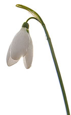Poem - The Little Snowdrop